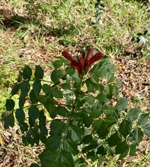 Tecomaria