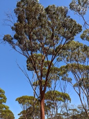 Eucalyptus salmonophloia