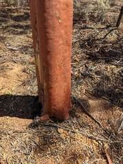 Eucalyptus salmonophloia