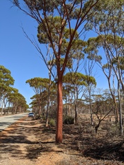 Eucalyptus salmonophloia