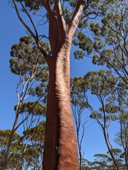 Eucalyptus salmonophloia