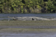 Gavialis gangeticus