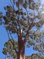 Eucalyptus salmonophloia