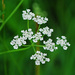 Common Hedge Parsley - Photo (c) Jerry Oldenettel, some rights reserved (CC BY-NC-SA)