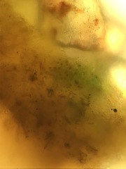 Calothrix scopulorum