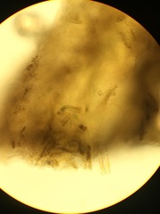 Calothrix scopulorum