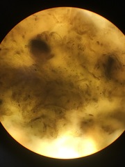 Calothrix scopulorum