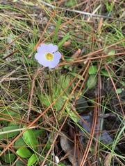 Pinguicula primuliflora