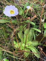 Pinguicula primuliflora