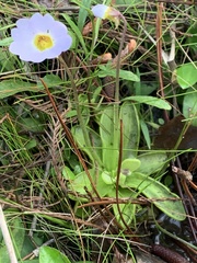 Pinguicula primuliflora