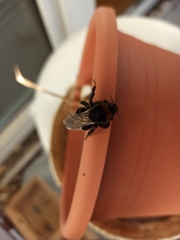 Psithyrus