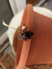 Psithyrus