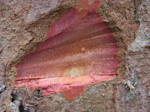 Caraipa densifolia