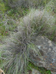 Pentameris eriostoma