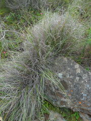 Pentameris eriostoma