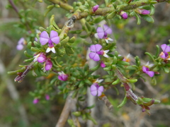 Muraltia rhamnoides