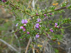 Muraltia rhamnoides