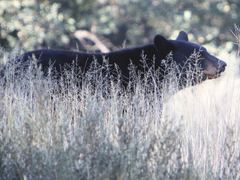 Ursus americanus eremicus