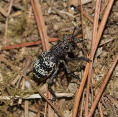 Aegorhinus superciliosus