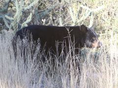 Ursus americanus eremicus