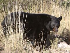 Ursus americanus eremicus
