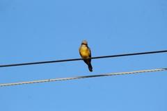 Tyrannus melancholicus