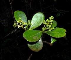 Clusia melchiorii