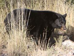 Ursus americanus eremicus