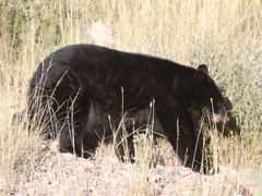 Ursus americanus eremicus