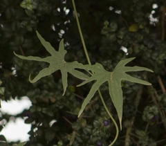 Dioscorea brachybotrya