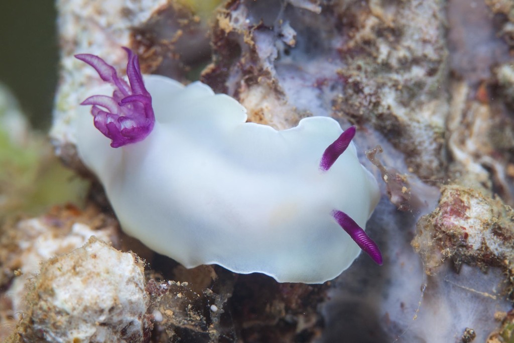 Hypselodoris lacteola