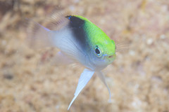 Chrysiptera rollandi