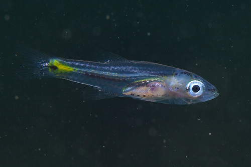 Fiveband cardinalfish (Cheilodipterus quinquelineatus) — Apogonidae — 4