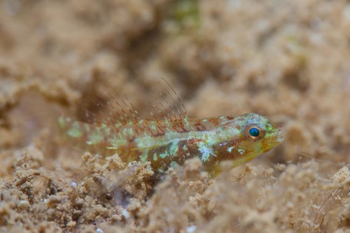 Epaulet dwarfgoby (Eviota infulata) — Gobiidae