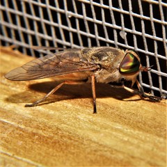 Stenotabanus