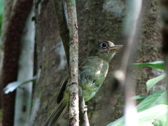 Rhynchocyclus olivaceus