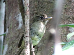 Rhynchocyclus olivaceus