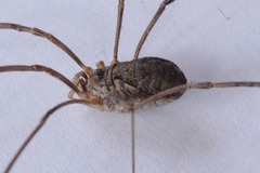 Phalangium opilio