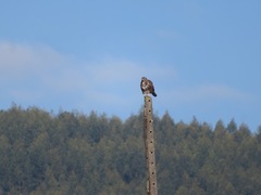 Buteo buteo