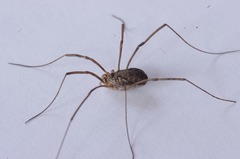 Phalangium opilio