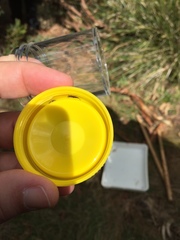 Idolothrips spectrum