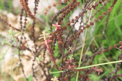 Ammannia latifolia