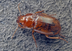 Amara fulva