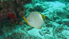 Chaetodon xanthocephalus