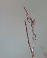 Parischnogaster nigricans