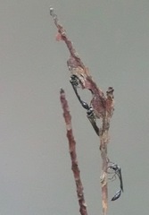 Parischnogaster nigricans