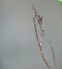 Parischnogaster nigricans