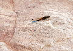 Platycypha fitzsimonsi