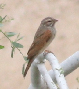Striolated Bunting (Emberiza striolata)