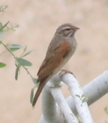 Emberiza striolata